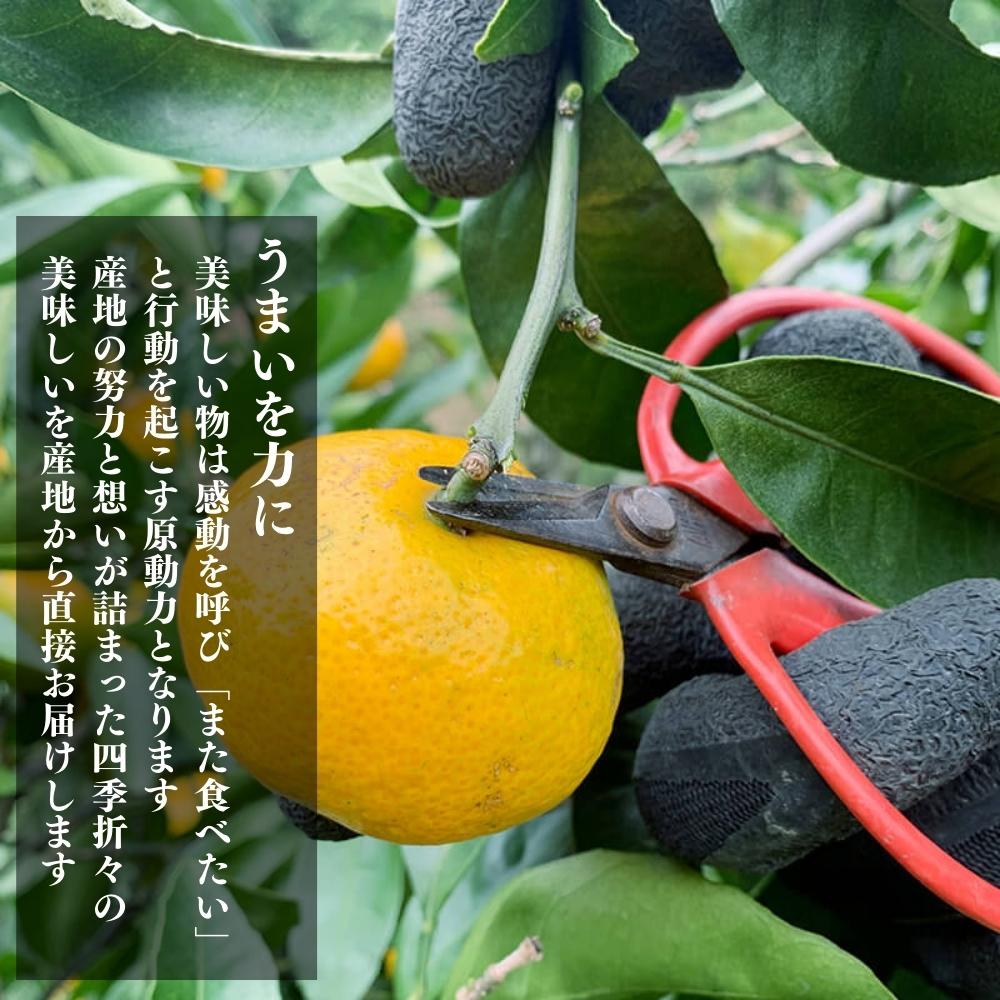 10kg高知県産次郎柿 完全無農薬無消毒