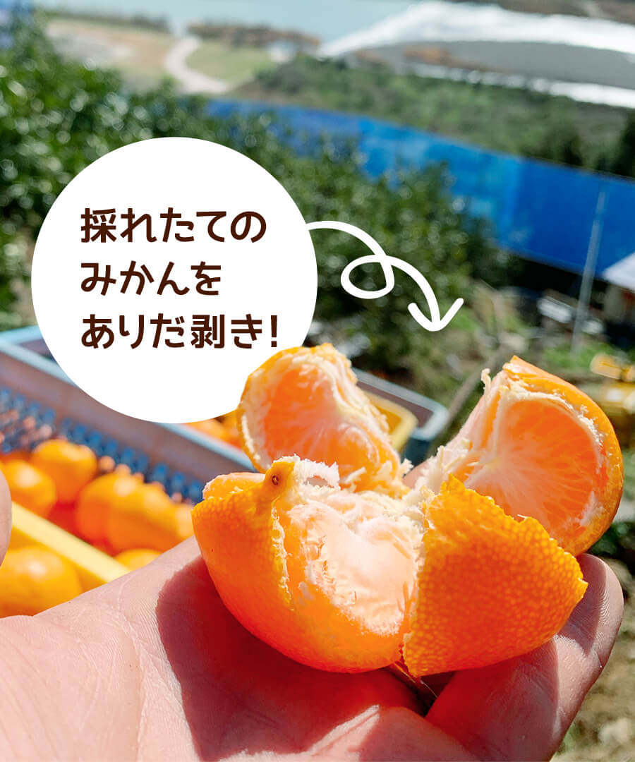 11月10日より発送】どっこいしょ 有田みかん 9㎏ 秀品 2L以上 和歌山県産 贈答用 【みかんの会】 | 株式会社みかんの会