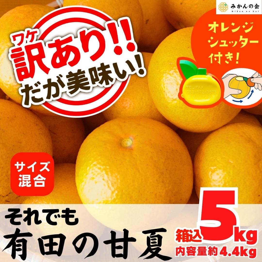 【おまけ付き　内容量約　訳あり　4.4kg　産地直送　和歌山県　サイズミックス　それでも　5kg　箱込　甘夏　】2024年2月28日より出荷株式会社みかんの会