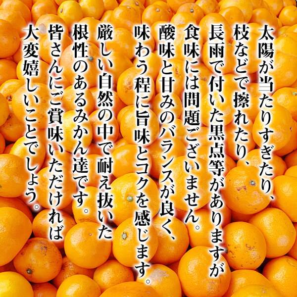 箱込重量 5kg 有田みかん 熟成 みかん 大玉 2Lサイズ以上 秀品