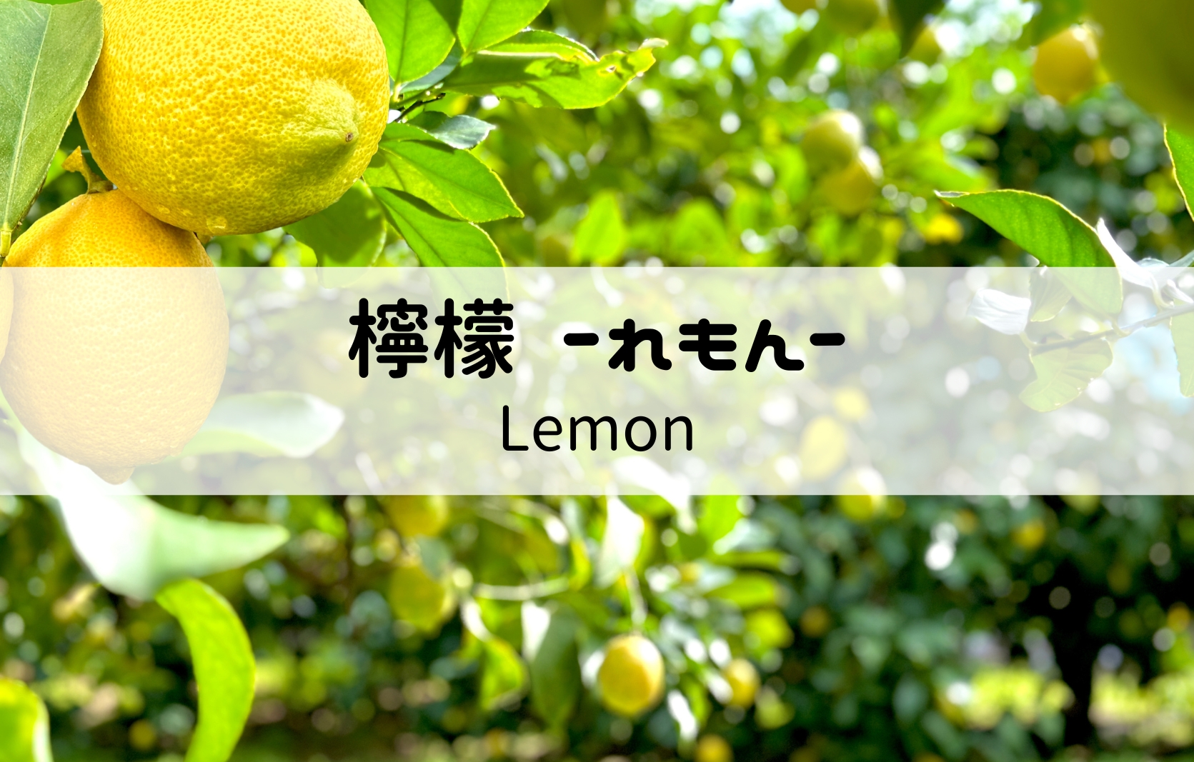 レモン(檸檬)