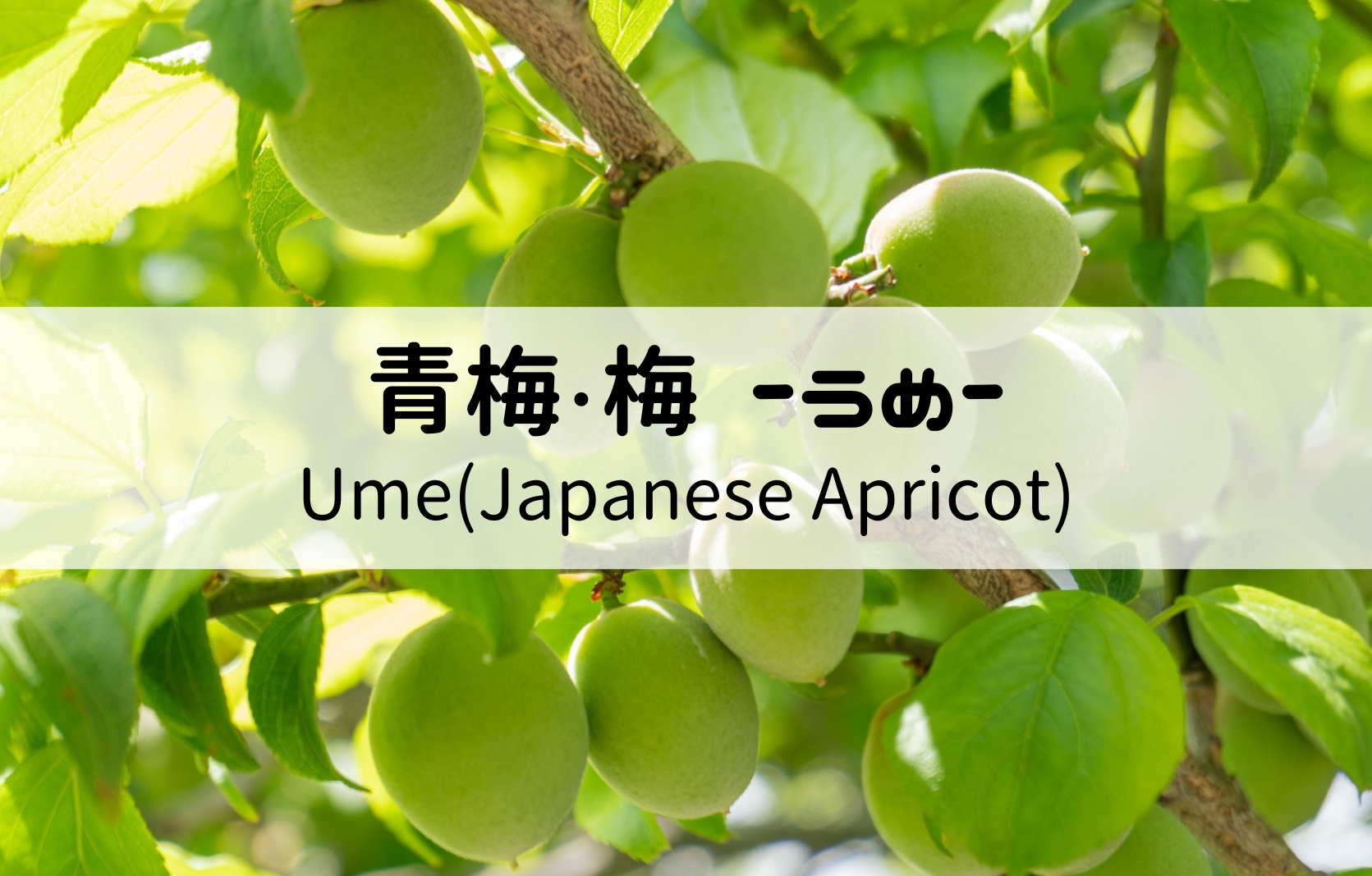 青梅(あおうめ)・梅(うめ)