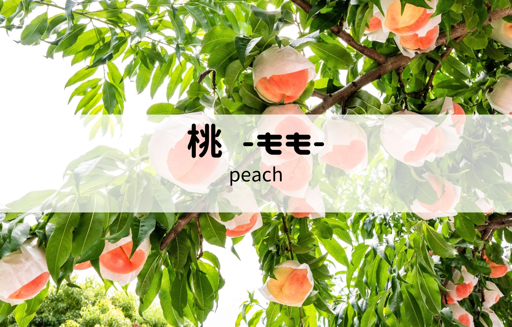 もも(桃)
