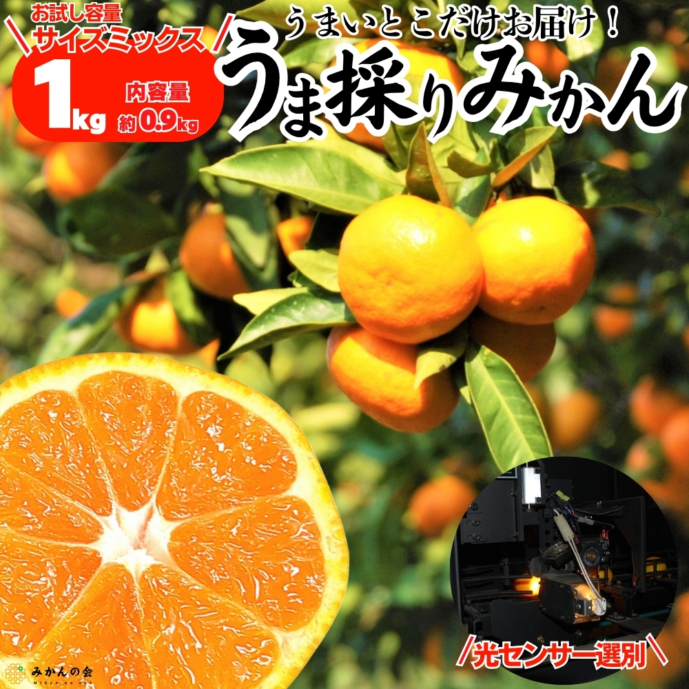 みかんサムネ真四角2025 (25)